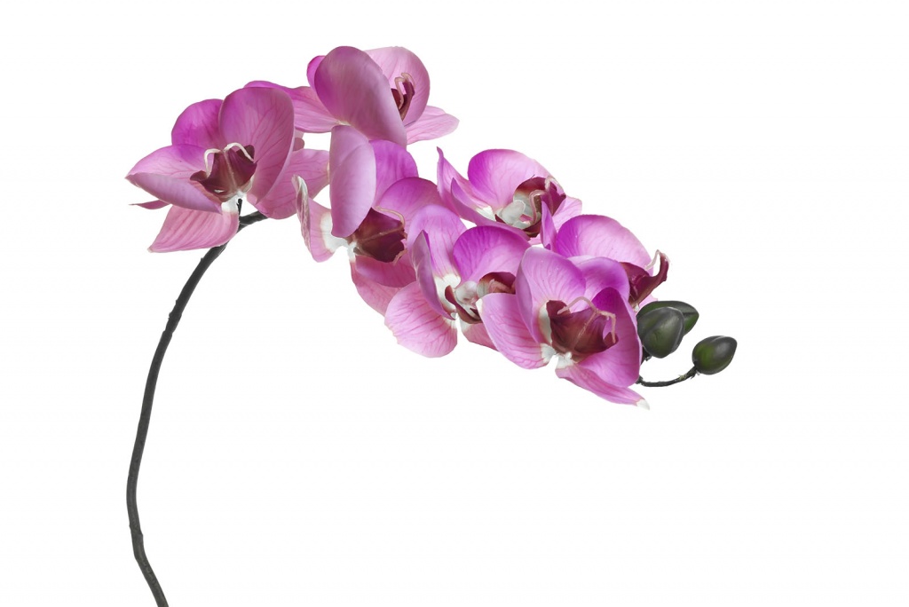 Орхидея розовая 8J-1219S0004, 85см